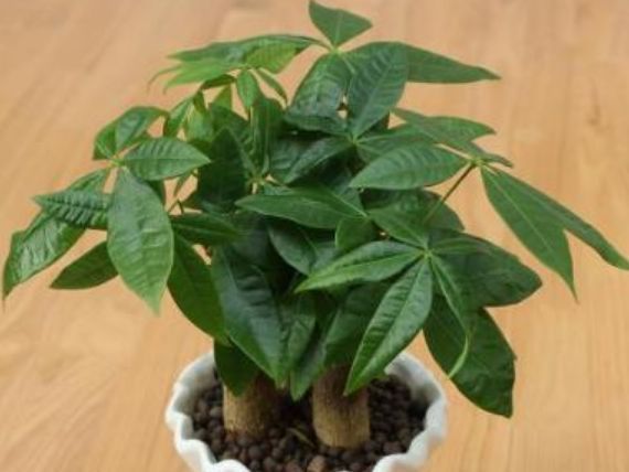 漂亮|“四朵花”最适合懒人养,埋在土里就活,水疯狂地长,漂亮的开花期长