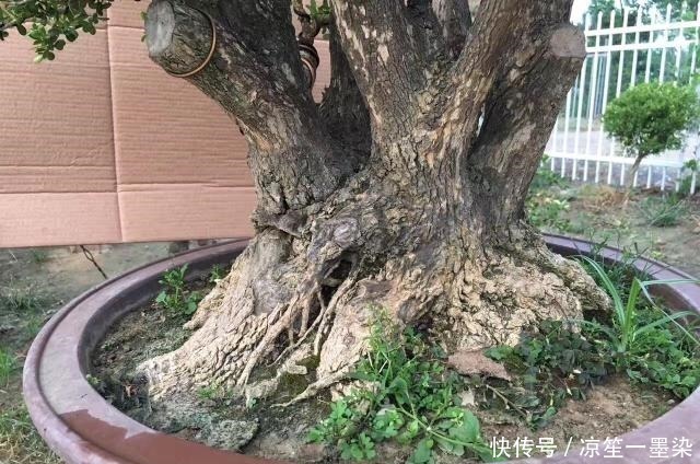 木桩|野外一种“脱皮木桩”称为“富贵之木”,养成盆栽,价格让人窃喜!