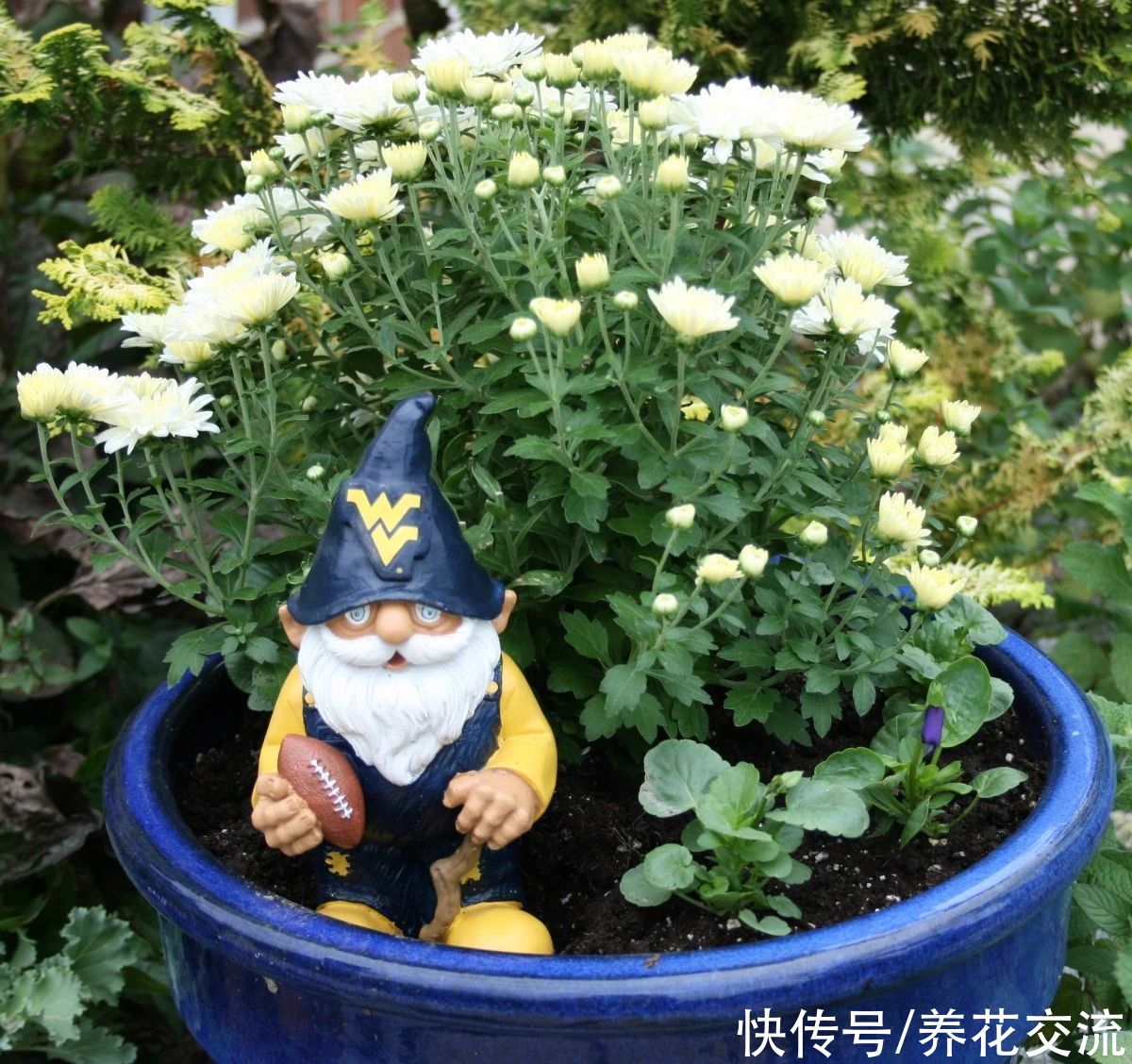 栽种|旧土养花注意4点，避免有病虫残留，有三类花不适合用旧土养