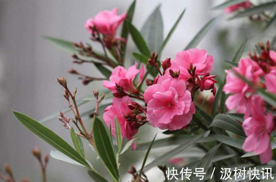 3种鲜花花旺人不旺,家里养了赶紧搬出去,新手别忽视