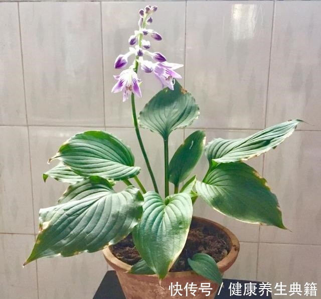 此中国传统名花,花叶都很美,香气四溢,好养如绿萝,室内也能种!