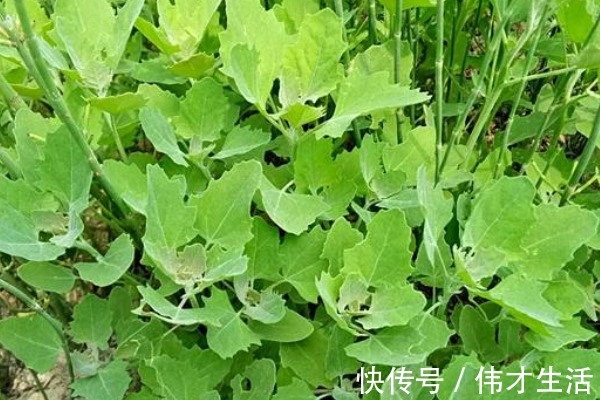 灰灰菜|农村漫山遍野都是的野菜,钙含量堪比牛奶,农村娃从小吃到大