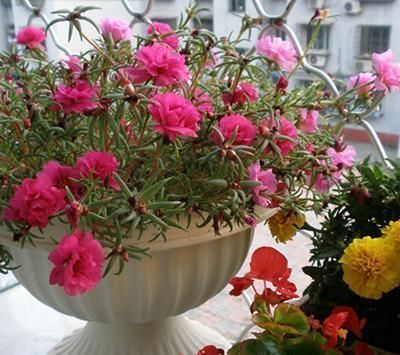 种花|7种花,就得穷养,用破盆,少浇水,丢阳台,越长越旺