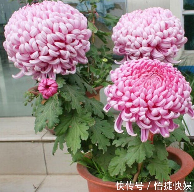 菊花花苞总太少掌握这三点,花芽呼呼的往外冒,菊花轻松爆满盆