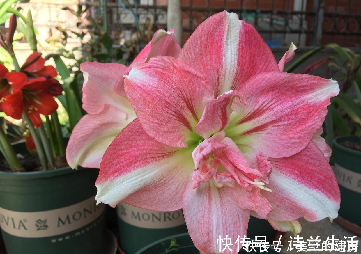 花色|都是朱顶红,洋朱顶红与土朱顶红有何区别?看准这几点不怕认错了