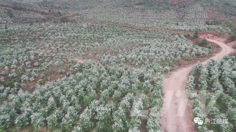 的花海|美景如画！庐江这片2000亩的花海你来过吗？