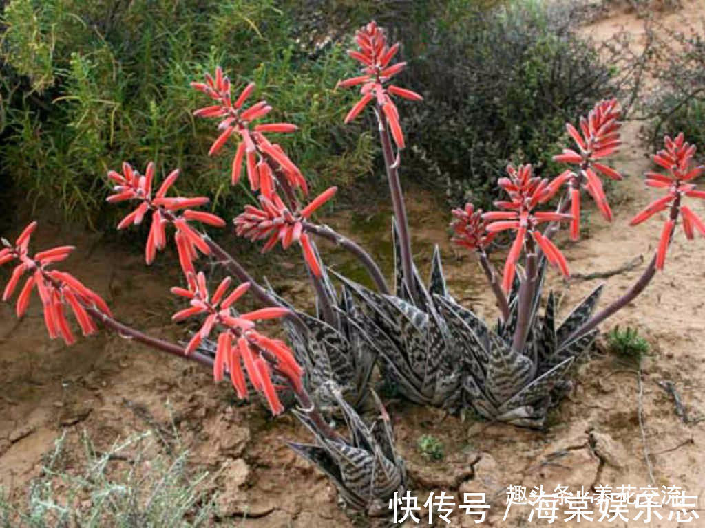 蛇皮|这种芦荟容易开花,叶子有蛇皮般的纹理,耐旱耐阴,为啥还能养死