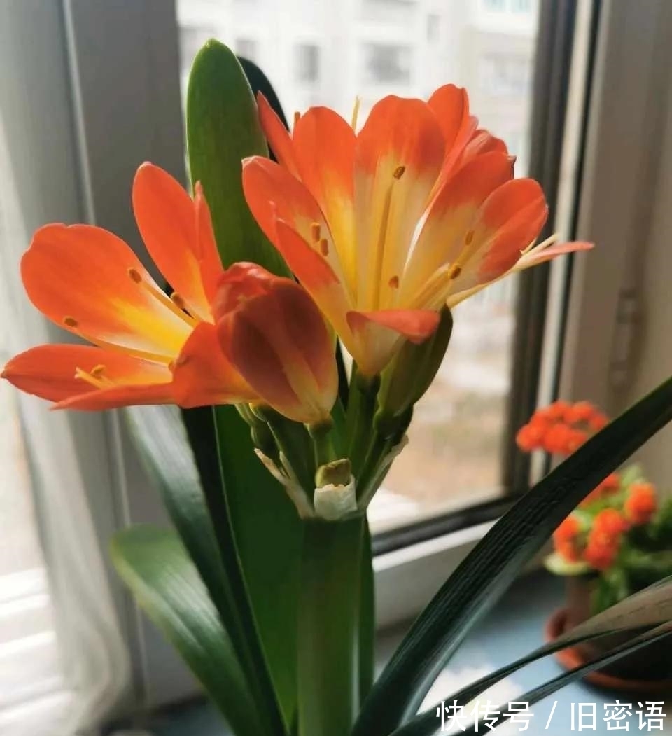 君子兰叶子不整齐，做好3步，侧看成线，正看如折扇！