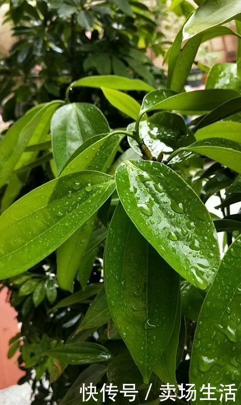 养花|养花浇水,这4个错别犯,否则养啥花都黄叶、烂根,学会一生受用