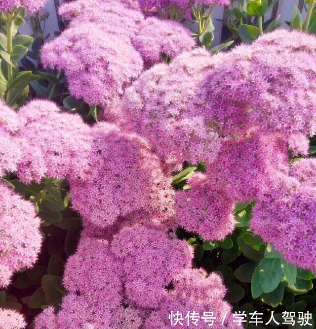 有院子一定要养“2种”花,剪1根枝条“沾土就活”,变成小花园!