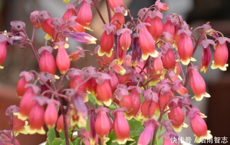 4种花入手不后悔，开花一串串，家里变成小花园