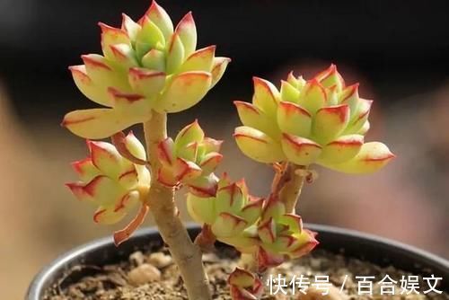 锦晃星|5种直立性很强的多肉,轻松养出精致漂亮的直立桩,别有一番韵味