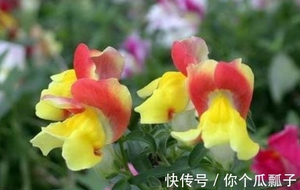 最适合新手养的几种花,好养漂亮花期长,开花一簇簇,开成百花园