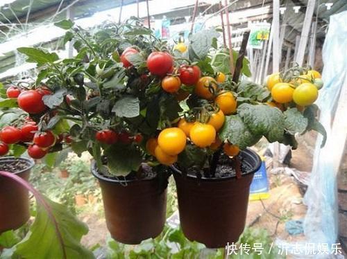 营养|阳台种这3种菜,长得太快吃不完,营养丰富全家都喜欢