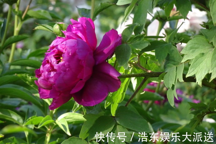 非洲|“牡丹名品”岛大臣,花色红颜,花枝招展,堪称养花必备