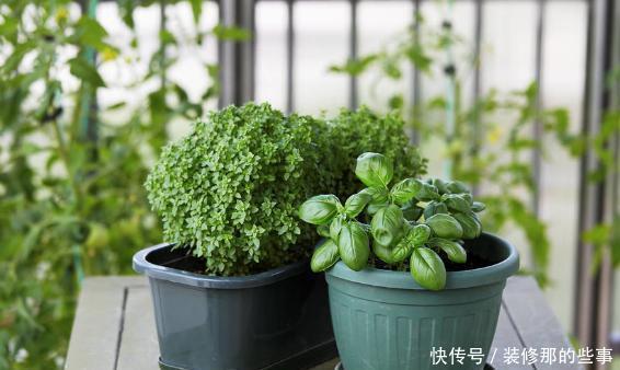 搜集的干松针,养花该怎么处理,如何用?