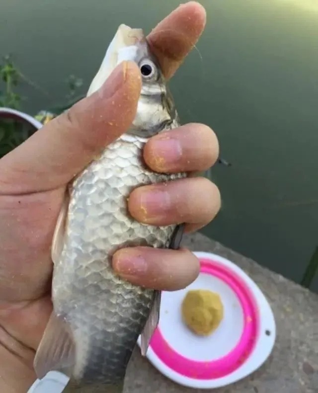 浮漂|初冬野钓，简单几招，搭配一副大小通杀，漂相清晰的完美线组！