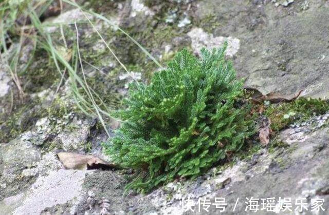 花友们|此种“野草”在山崖上，被称为“九死还魂草”，当盆栽变值钱
