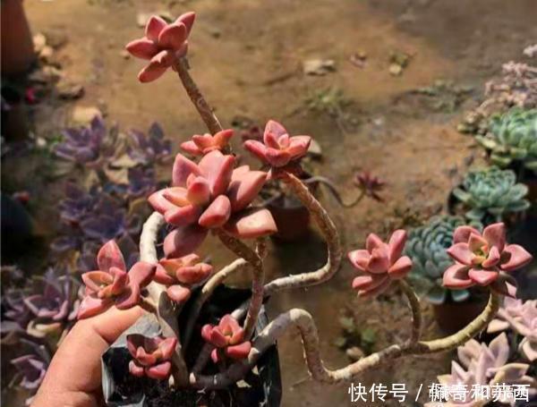 多肉|12种值得珍藏的多肉，越老越美丽，养成老桩才值钱