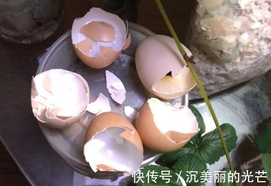 秋季养花草，用鸡蛋黄、蛋壳补充营养动手前需这样处理