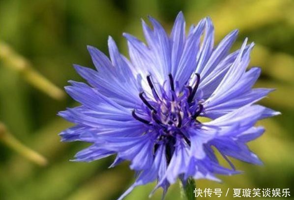 花期|家有庭院就养5种花,夏天开正旺,花期长花朵多,一盆开出200朵花