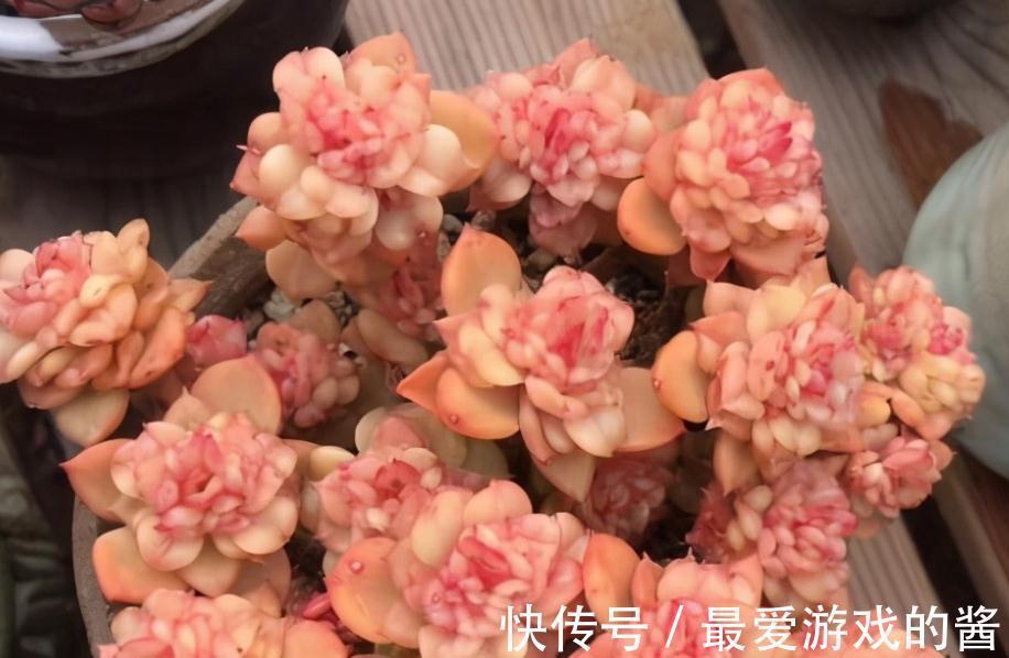 多肉盆栽养护时,秋冬多注意这4点,园艺新人也能养出好状态