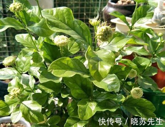 冬天养2种花，一定不能太保暖，做错了，小心来年没花赏