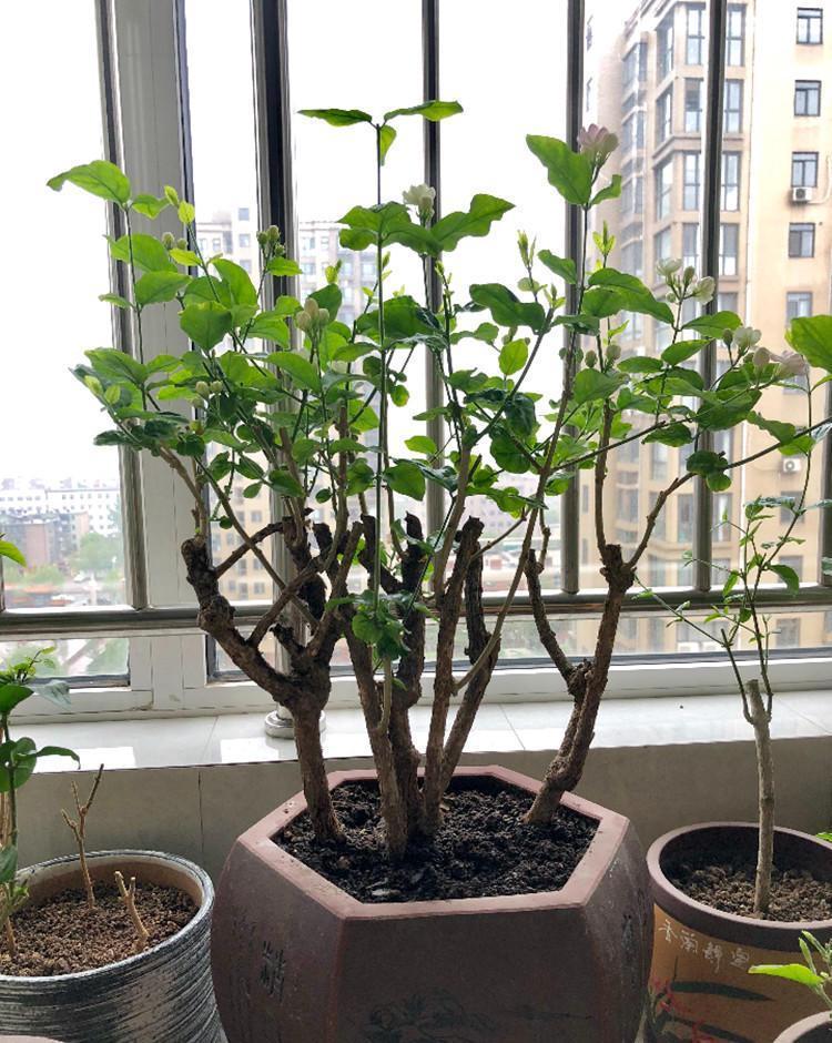 养茉莉，首先搞清楚这些习性，才能花开爆盆