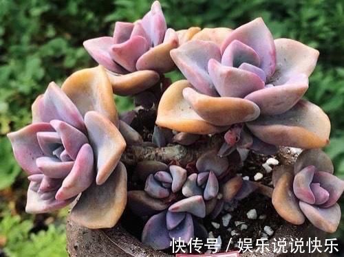 精致版|多肉彩虹糖，精致版的紫乐，容易上色喜欢群生，新手也可以放心养
