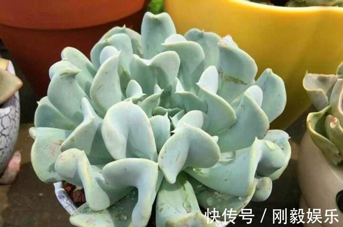 秋天|3种适合秋天养的多肉,赶快动手养起来,叶片红的、白色似莲花