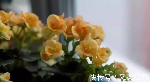 农村|此物在农村满大街都是,却没人要,带点回家,养花的神器