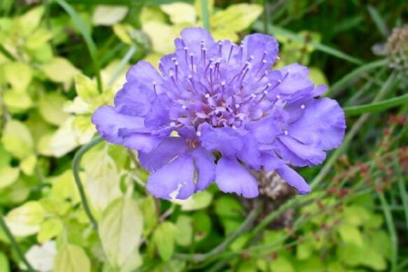 此款木本花卉,花开媲美牡丹,仙气十足,花香怡人,堪称盆栽佳品