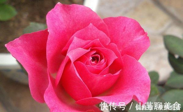 3款很漂亮的盆栽花卉,花朵漂亮,养护简单,周年开花,值得入手