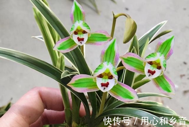 帝王妃兰花|这种兰花极具“帝王气息”,一花双色,兰香浓烈,新手也能养爆盆!