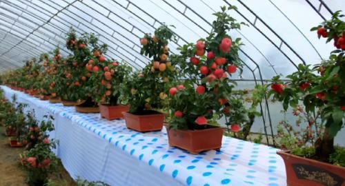 阳台养花过时了,盆栽这2款果树,赏花有果子吃,真令人羡慕