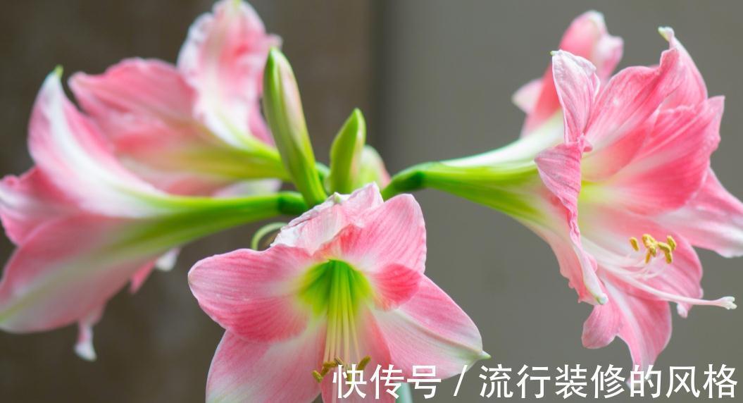 金钗石斛|什么花才是高大上，什么植物才是值钱货，大部分人都看错了