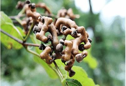 阻止|若有人无知砍“它”烧火，请及时阻止，因为当今价值极高，请重视