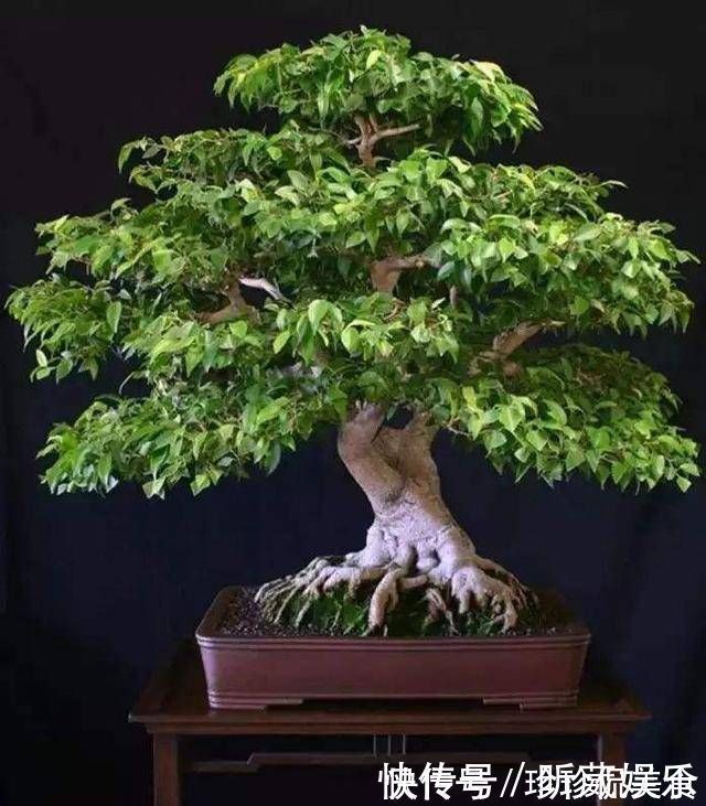 金枝玉叶使劲晒太阳，枝干木质化，养成盆景价值翻倍