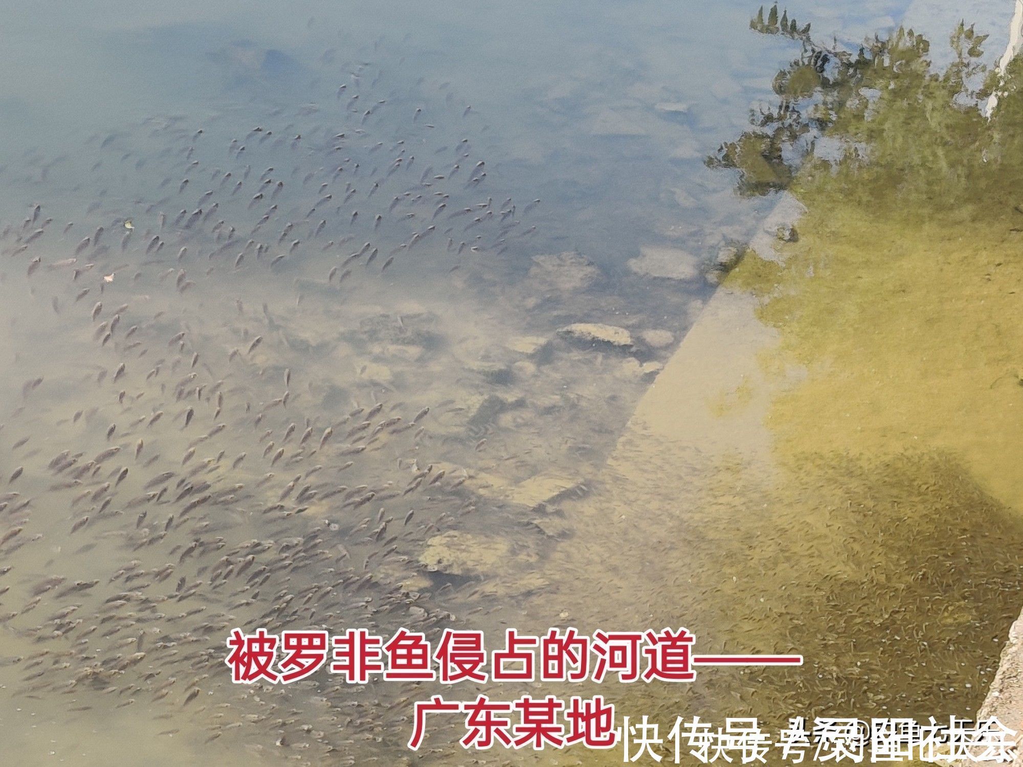 物种|钓到小鱼就摔死,真有必要吗?钓友:有两种“害鱼”必须摔