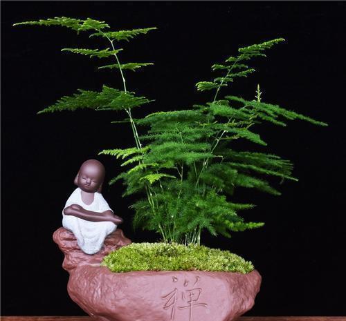 光照|5种“耐阴花”，养在北阳台上不见光，开花也很爆