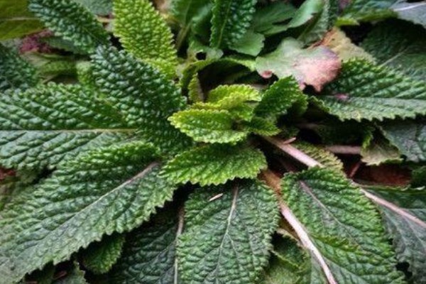 强身健体|农村被名字“坑”的野菜,营养高能治病,却常被错认成杂草!