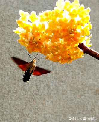 春暖花开，结香芬芳引蝶来