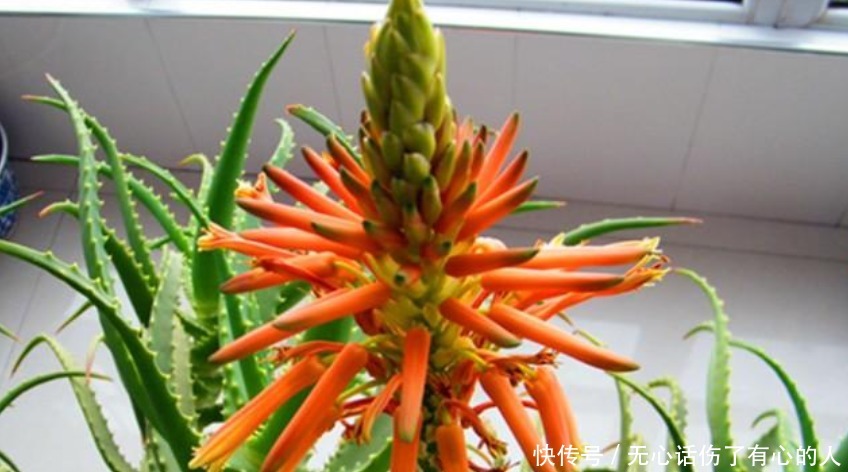 养花就养“5种花”，不仅能净化空气，最关键还旺财又镇宅！