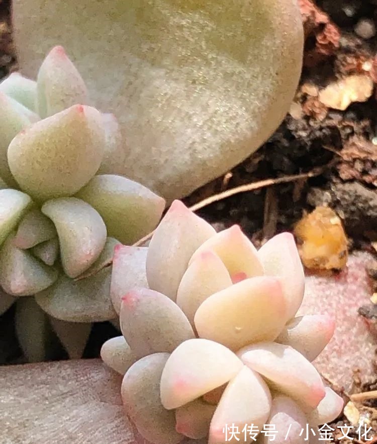 红稚莲|以阳光为滤镜,蓝天为背景,期待拥抱春天,拥抱自然!