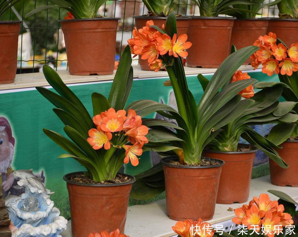 米醋|爱喝醋的三种花,每隔七天喂一点,叶子又厚又亮