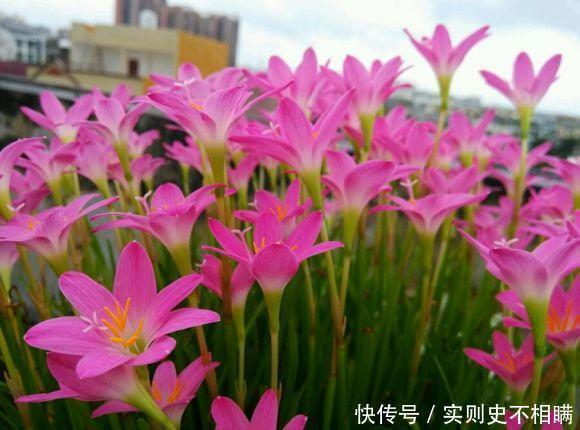 满地|泼辣的“胖美人”10块钱买“一堆”,狂风暴雨后,妖艳花满地