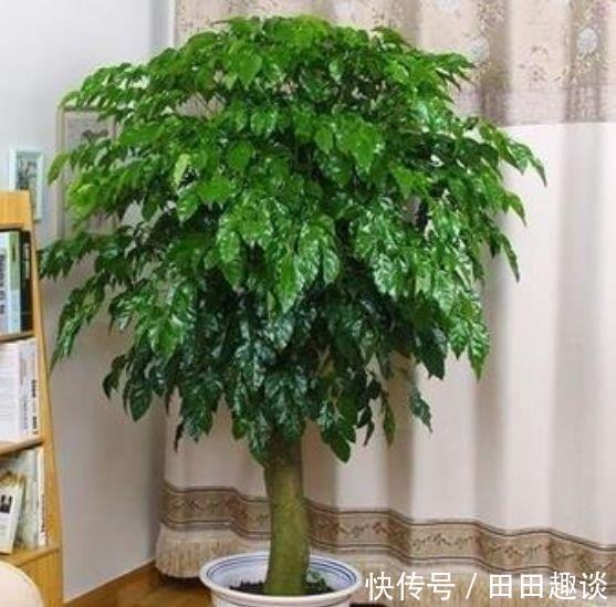 花卉|家里养此款花卉,便宜又好养,好养如绿萝,简单易成活