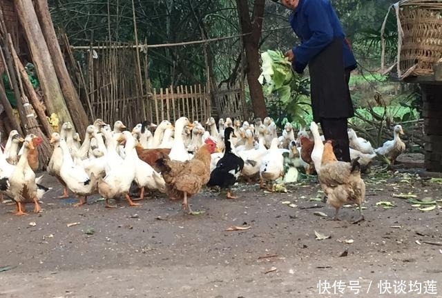 “人造鸭蛋”是怎么制造出来的,在市场上大量充斥,太可怕了!