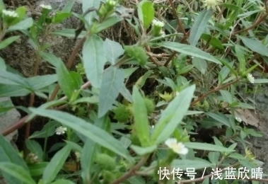遇见|它的茎叶瘦长,折断会流出黑色汁液,遇见挖回家