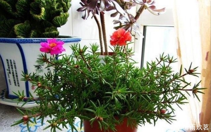 保湿|很好养的6种花草,扦插生根快,花儿开成团,漂亮易养活